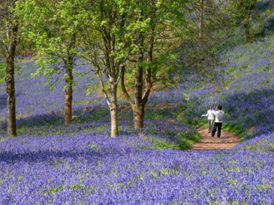 A Photo in the Bluebells;Pauline Franks