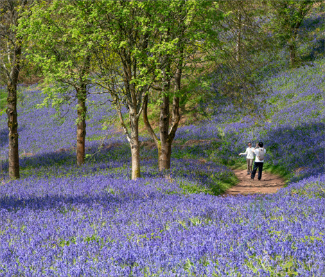 A Photo in the Bluebells;Pauline Franks