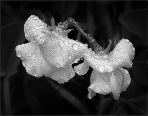 After the Rain;Pauline Franks