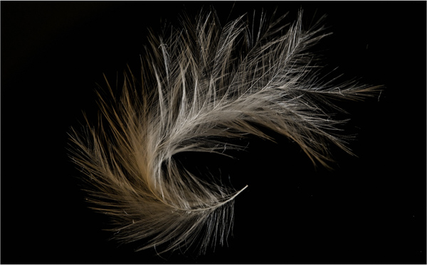 Feather; David Hill