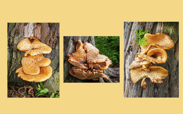 Fungi;PatrickLansley
