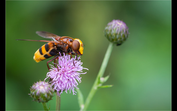 Hornet Mimic Hoverfly; Simon Corcoran