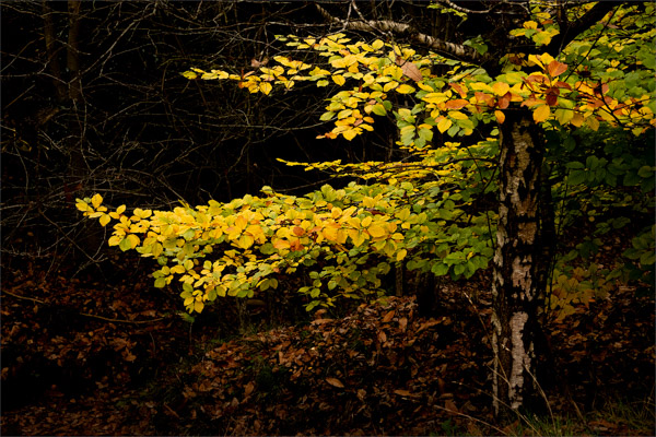 Pop of Autumn Colour;Pauline Franks