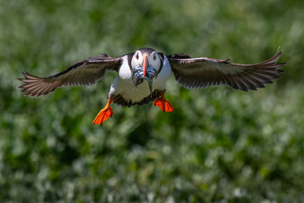 Puffin with Sand Eeels; John Plant