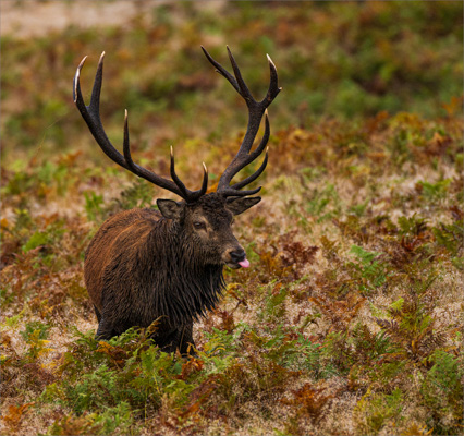 Red Deer Stag Amongst The Dew Drops;EBuchan