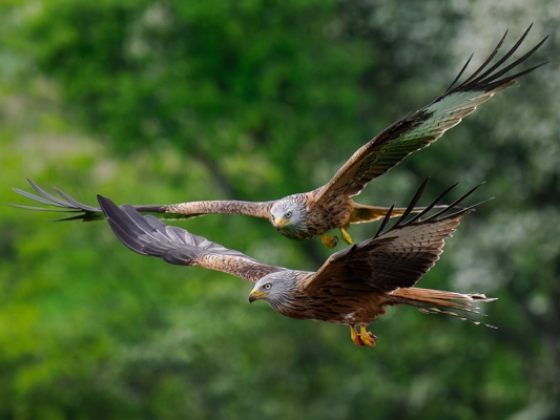 Red Kites in flight; John Plant