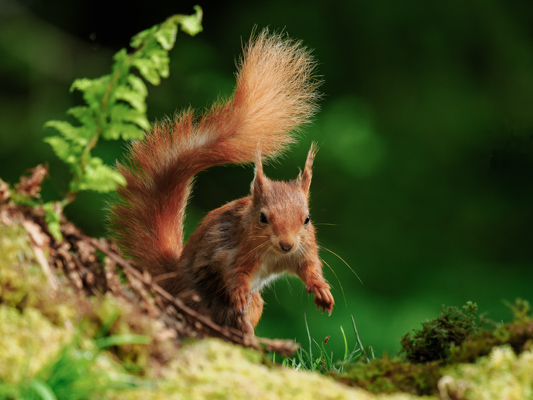 Red Squirrel; John Plant