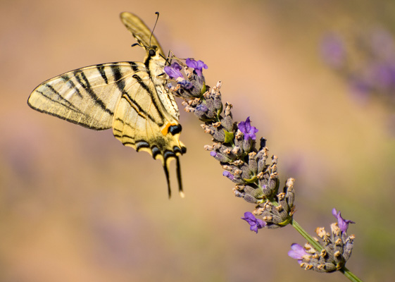 Swallowtail Butterfly;Allan Gilhooley